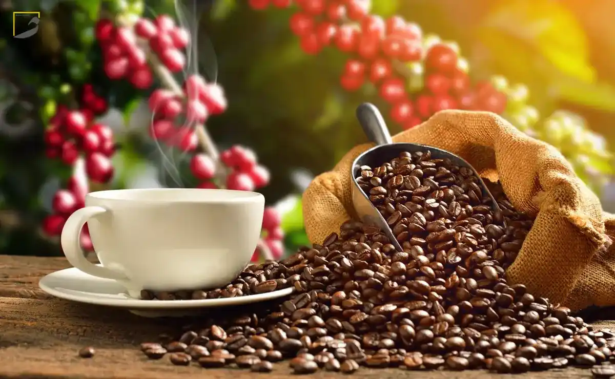 قهوه عربیکا چیست