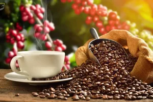قهوه عربیکا چیست